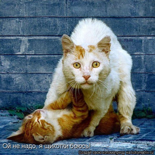 Ой не надо, я щикотки боюсь!... Котоматрица: Ой не надо, я щикотки боюсь!