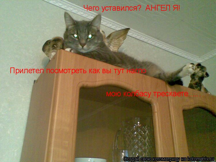Чего уставился? АНГЕЛ Я! Прилетел посмотреть как вы тут нагло мою колбасу трескаете......... Котоматрица: Чего уставился? АНГЕЛ Я! Прилетел посмотреть как вы тут нагло мою колбасу трескаете......