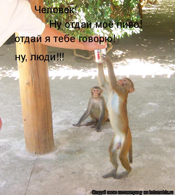 Человек! Ну отдай моё пиво! отдай я тебе говорю! ну, люди!!!... Котоматрица: Человек! Ну отдай моё пиво! отдай я тебе говорю! ну, люди!!!