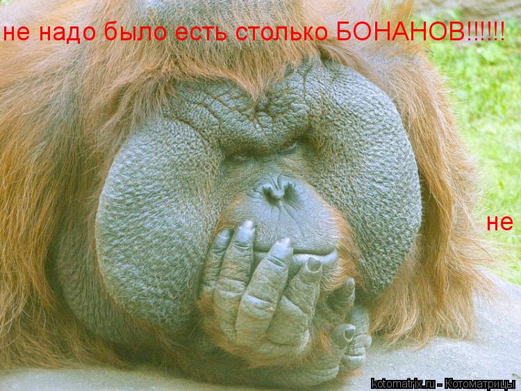 не надо было есть столько БОНАНОВ!!!!!! не надо было есть столько БОНАНОВ!!!!!!... Котоматрица: не надо было есть столько БОНАНОВ!!!!!! не надо было есть столько БОНАНОВ!!!!!!