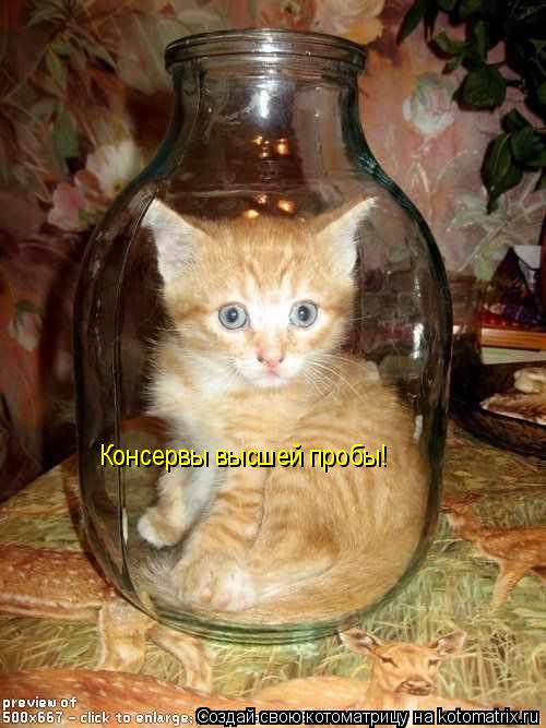 Консервы высшей пробы!... Котоматрица: Консервы высшей пробы!