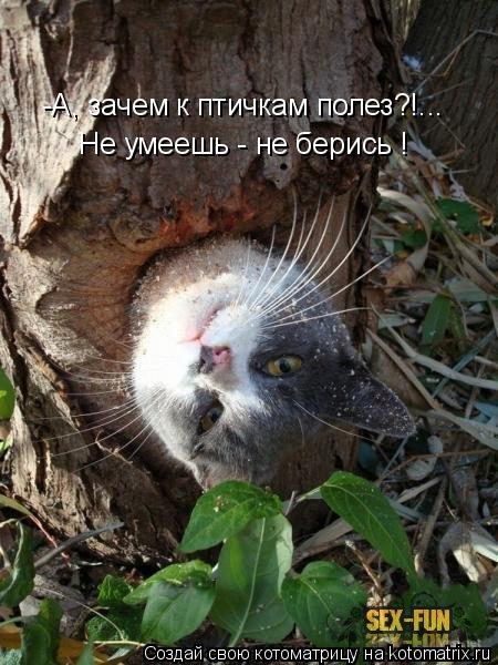 Котоматрица: -А, зачем к птичкам полез?!... Не умеешь - не берись !