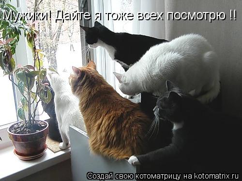 Мужики! Дайте я тоже всех посмотрю !!... Котоматрица: Мужики! Дайте я тоже всех посмотрю !!