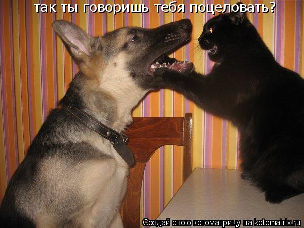 так ты говоришь тебя поцеловать?... Котоматрица: так ты говоришь тебя поцеловать?