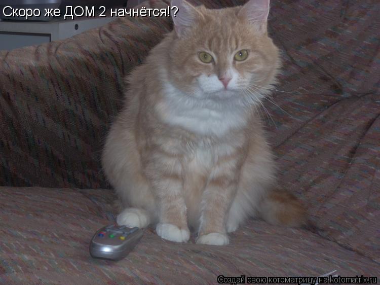 Котоматрица: Скоро же ДОМ 2 начнётся!?