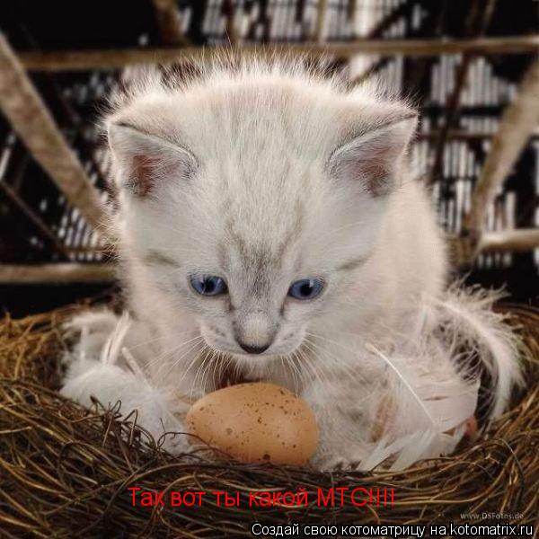 Так вот ты какой МТС!!!!... Котоматрица: Так вот ты какой МТС!!!!