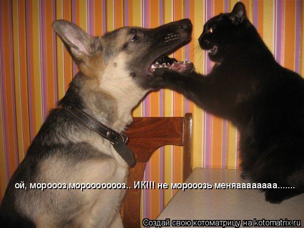 ой, мороооз,мороооооооз.. ИК!!! не морооозь меняаааааааа.......... Котоматрица: ой, мороооз,мороооооооз.. ИК!!! не морооозь меняаааааааа.......