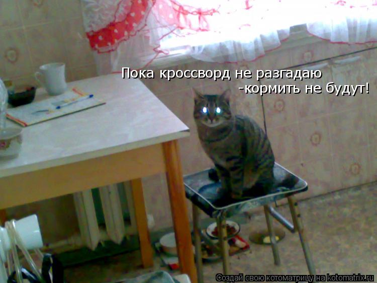 Пока кроссворд не разгадаю -кормить не будут!... Котоматрица: Пока кроссворд не разгадаю -кормить не будут!