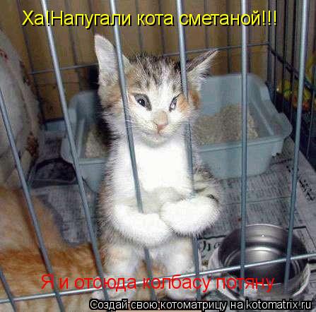 Котоматрица: Ха!Напугали кота сметаной!!! Я и отсюда колбасу потяну
