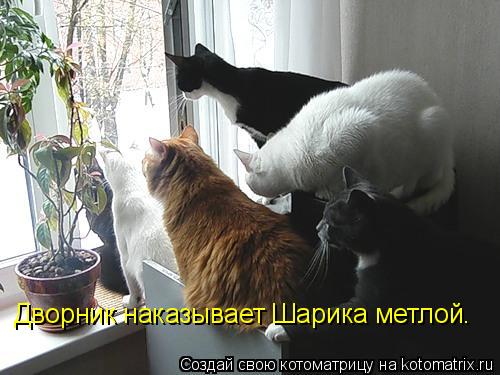 Дворник наказывает Шарика метлой.... Котоматрица: Дворник наказывает Шарика метлой.