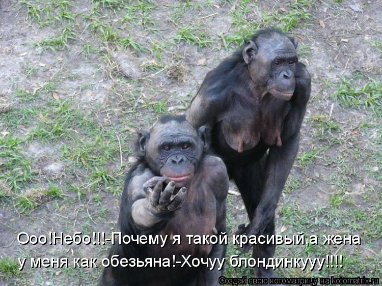 Ооо!Небо!!!-Почему я такой красивый,а жена у меня как обезьяна!-Хочуу блондинкууу!!!!... Котоматрица: Ооо!Небо!!!-Почему я такой красивый,а жена у меня как обезьяна!-Хочуу блондинкууу!!!!