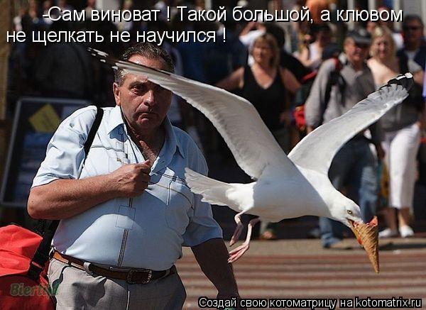 -Сам виноват ! Такой большой, а клювом не щелкать не научился !... Котоматрица: -Сам виноват ! Такой большой, а клювом не щелкать не научился !