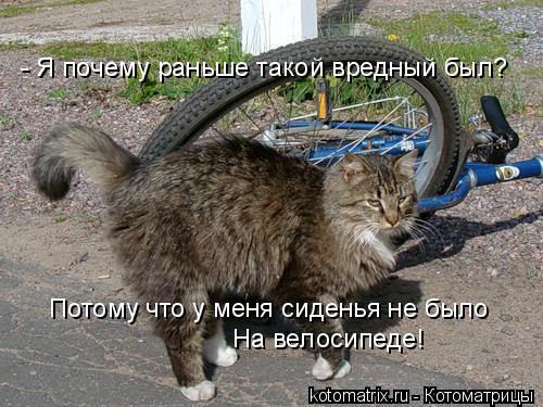 - Я почему раньше такой вредный был? Потому что у меня сиденья не было На велосипеде!... Котоматрица: - Я почему раньше такой вредный был? Потому что у меня сиденья не было На велосипеде!