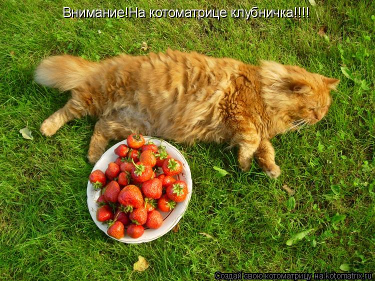 Внимание!На котоматрице клубничка!!!!... Котоматрица: Внимание!На котоматрице клубничка!!!!