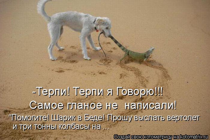 Котоматрица: -Терпи! Терпи я Говорю!!! "Помогите! Шарик в Беде! Прошу выслать вертолет  и три тонны колбасы на ... Самое гланое не  написали!