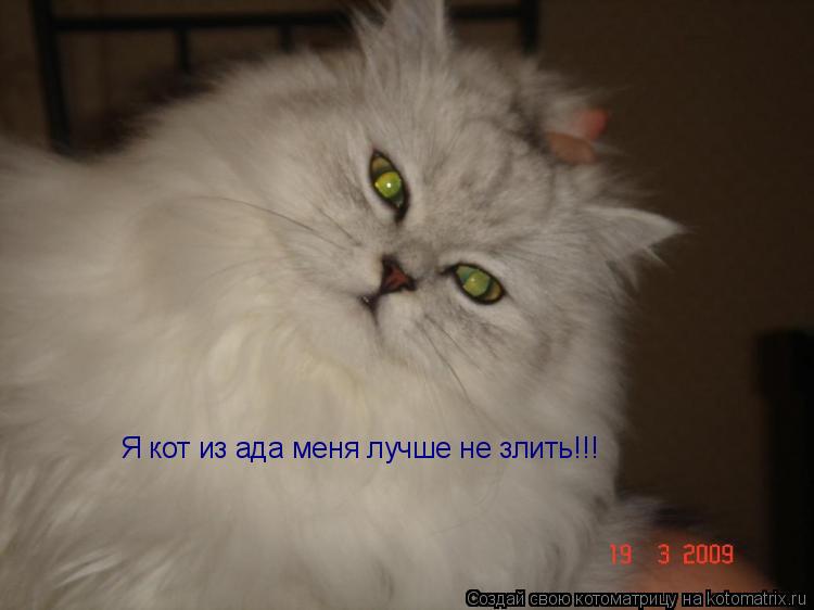 Я кот из ада меня лучше не злить!!!... Котоматрица: Я кот из ада меня лучше не злить!!!