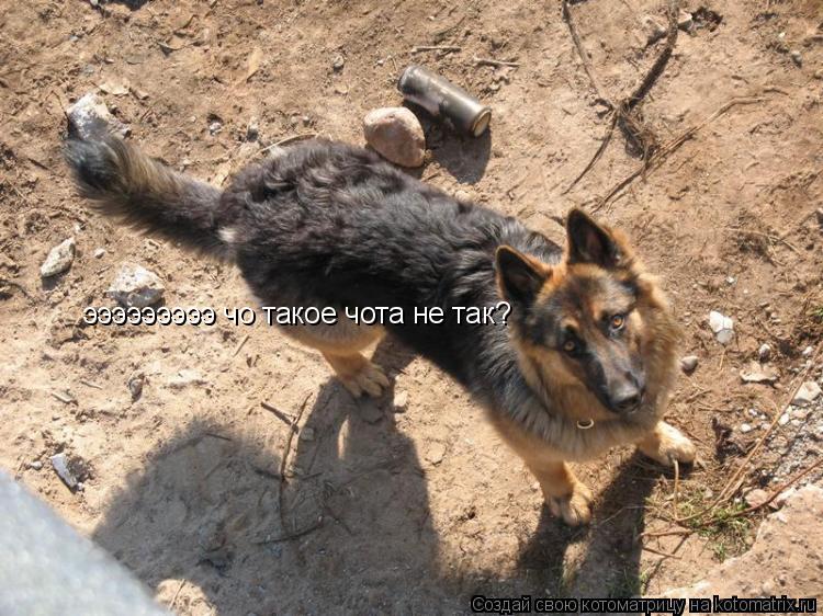 эээээээээ чо такое чота не так?... Котоматрица: эээээээээ чо такое чота не так?