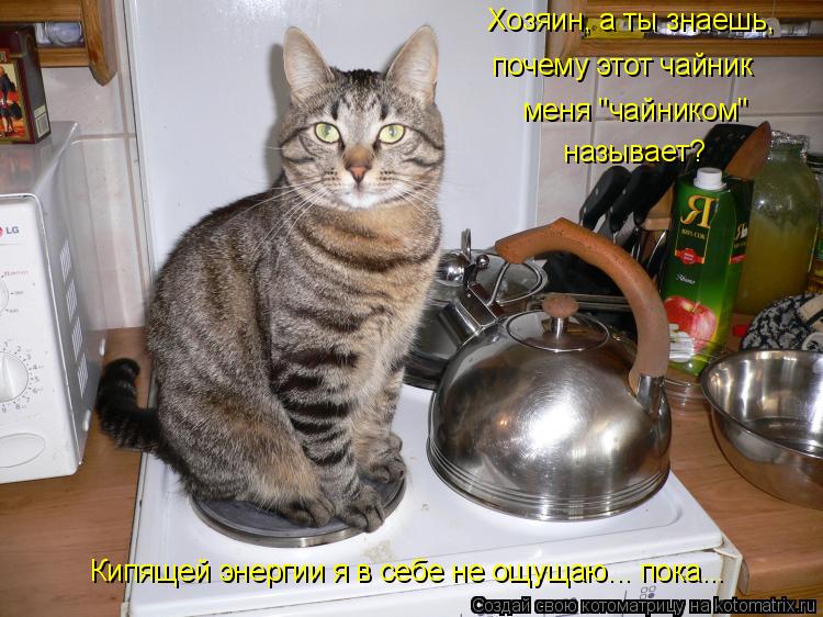 Хозяин, а ты знаешь, почему этот чайник меня "чайником" называет? Кипящей энергии я в себе не ощуща... Котоматрица: Хозяин, а ты знаешь, почему этот чайник меня "чайником" называет? Кипящей энергии я в себе не ощущаю... пока...