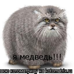 я медведь!!!... Котоматрица: я медведь!!!