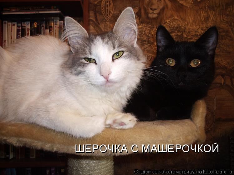 ШЕРОЧКА С МАШЕРОЧКОЙ... Котоматрица: ШЕРОЧКА С МАШЕРОЧКОЙ