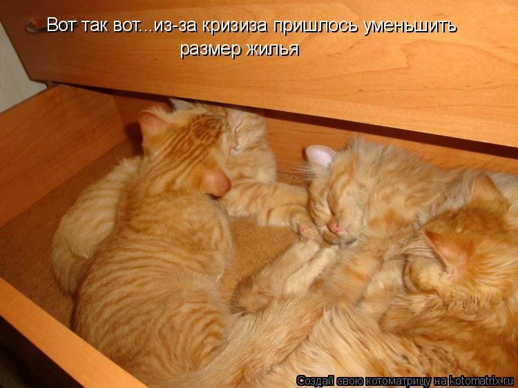 Вот так вот...из-за кризиза пришлось уменьшить размер жилья... Котоматрица: Вот так вот...из-за кризиза пришлось уменьшить размер жилья