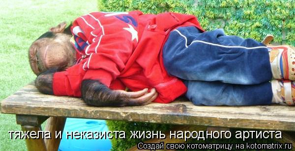 Котоматрица: тяжела и неказиста жизнь народного артиста