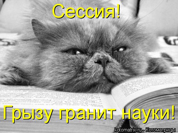 Грызу гранит науки! Сессия!... Котоматрица: Грызу гранит науки! Сессия!