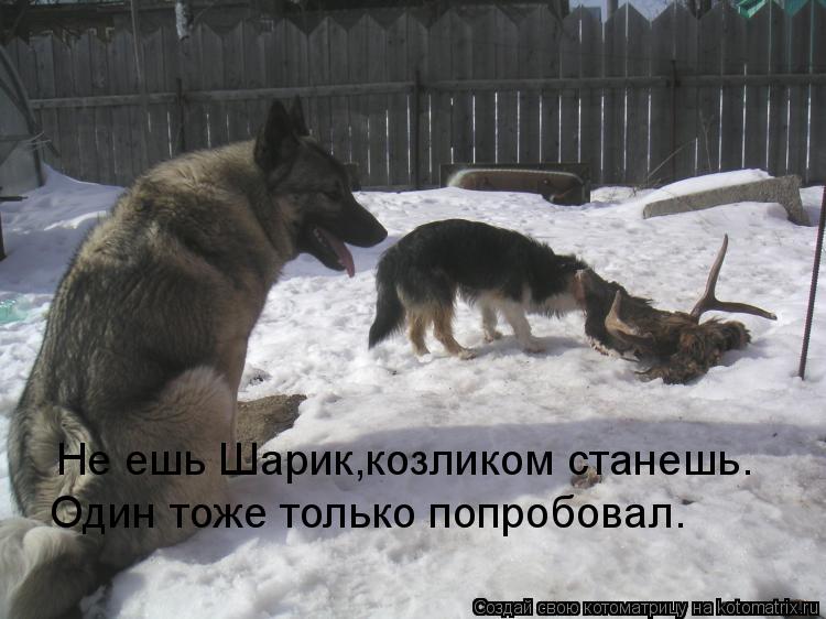 Не ешь Шарик,козликом станешь. Один тоже только попробовал.... Котоматрица: Не ешь Шарик,козликом станешь. Один тоже только попробовал.