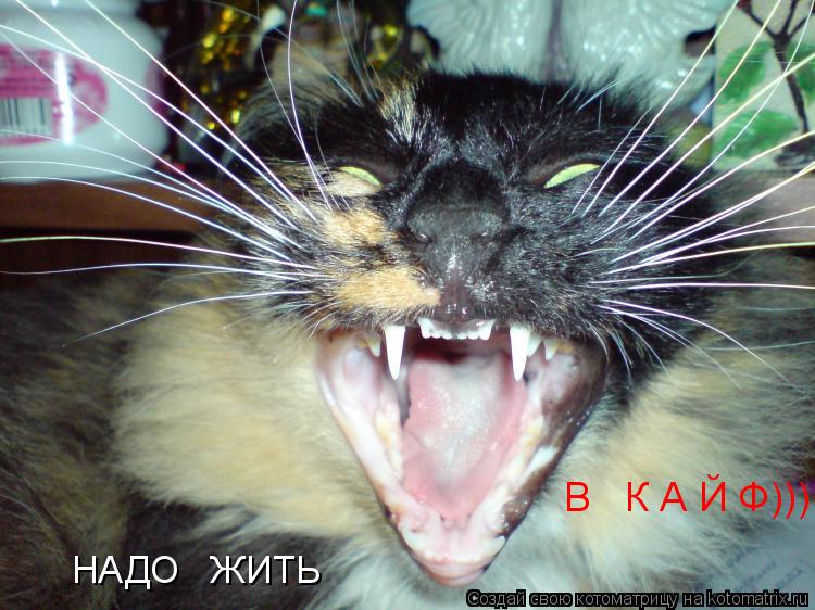 НАДО ЖИТЬ В К А Й Ф)))... Котоматрица: НАДО ЖИТЬ В К А Й Ф)))