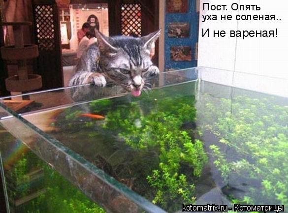 Пост. Опять уха не соленая.. И не вареная!... Котоматрица: Пост. Опять уха не соленая.. И не вареная!