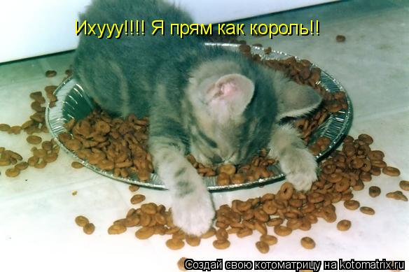 Ихууу!!!! Я прям как король!!... Котоматрица: Ихууу!!!! Я прям как король!!