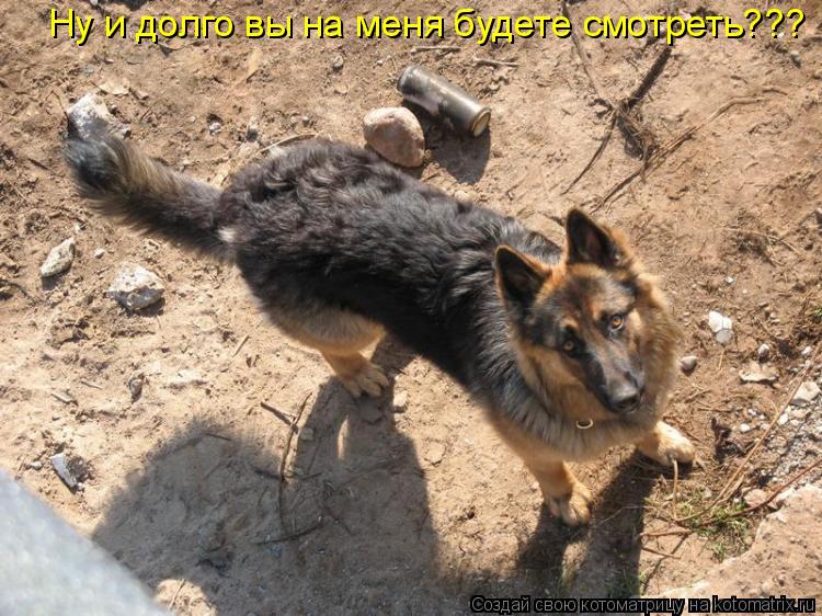 Котоматрица: Ну и долго вы на меня будете смотреть???