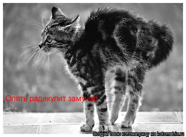 Котоматрица: Опять радикулит замучал