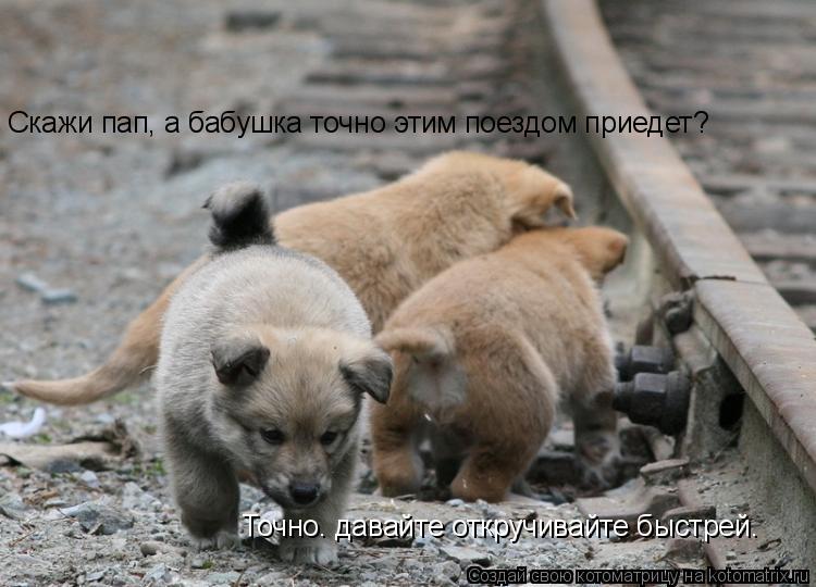 Скажи пап, а бабушка точно этим поездом приедет? Точно. давайте откручивайте быстрей.... Котоматрица: Скажи пап, а бабушка точно этим поездом приедет? Точно. давайте откручивайте быстрей.