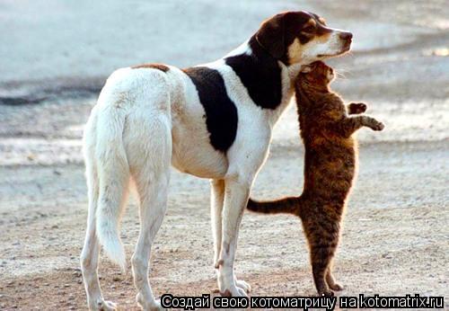 .... Котоматрица: .