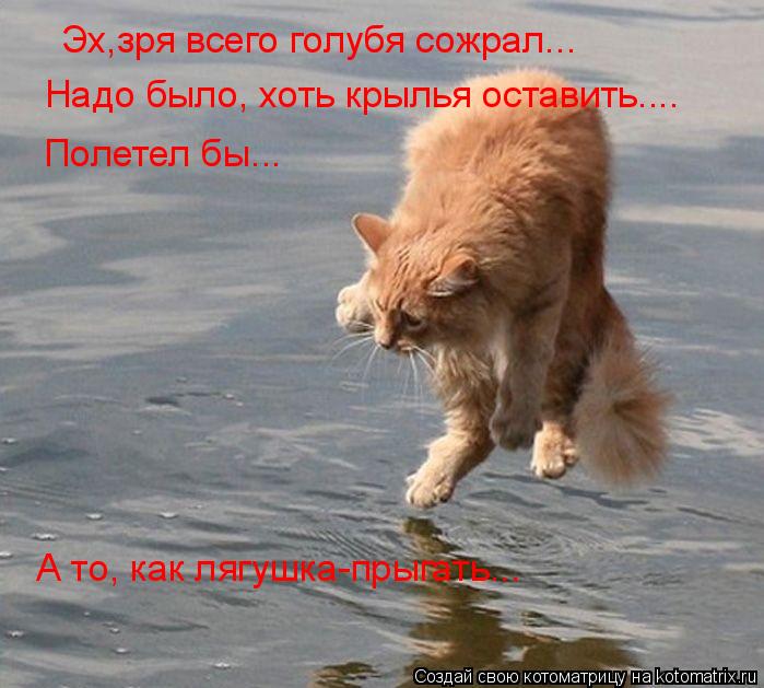 Котоматрица: Эх,зря всего голубя сожрал...  Надо было, хоть крылья оставить.... Полетел бы... А то, как лягушка-прыгать...