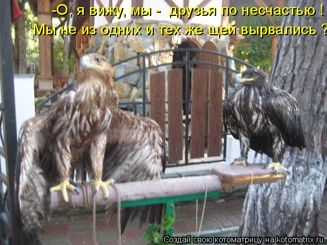 Котоматрица: -О, я вижу, мы -  друзья по несчастью ! Мы не из одних и тех же щей вырвались ?