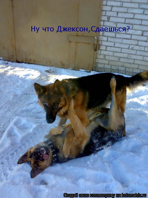 Котоматрица: Ну что Джексон,Сдаешься?