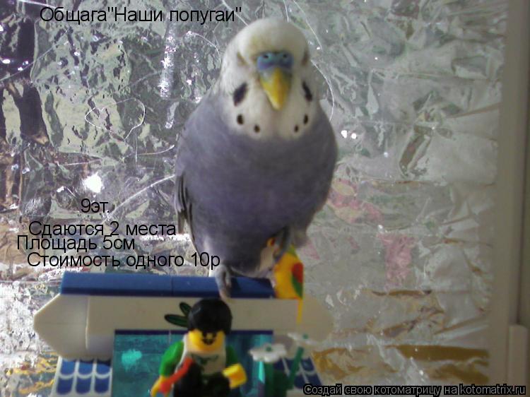 Общага"Наши попугаи" Сдаются 2 места Площадь 5см Стоимость одного 10р 9эт.... Котоматрица: Общага"Наши попугаи" Сдаются 2 места Площадь 5см Стоимость одного 10р 9эт.