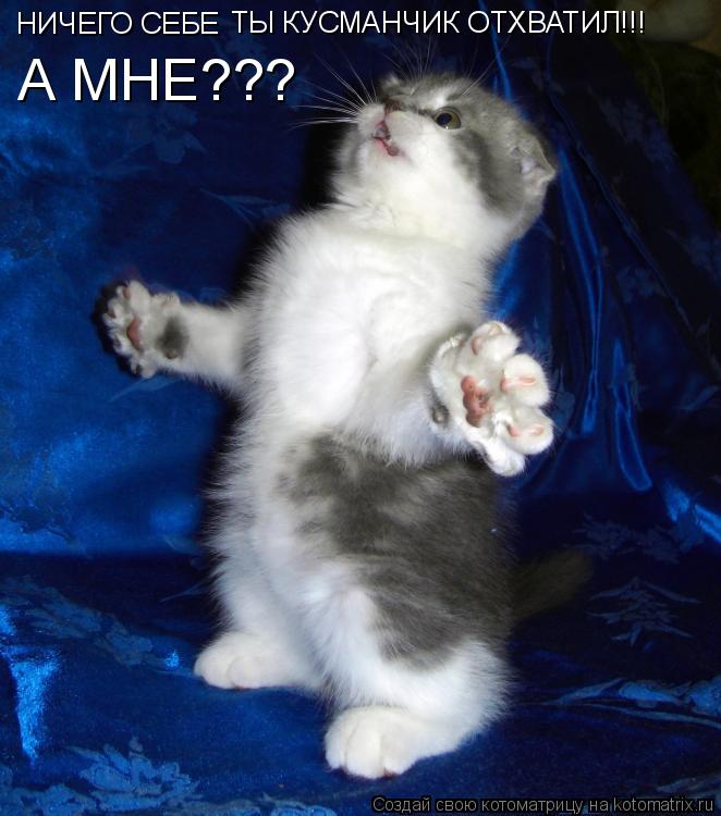 НИЧЕГО СЕБЕ ТЫ КУСМАНЧИК ОТХВАТИЛ!!! А МНЕ???... Котоматрица: НИЧЕГО СЕБЕ ТЫ КУСМАНЧИК ОТХВАТИЛ!!! А МНЕ???
