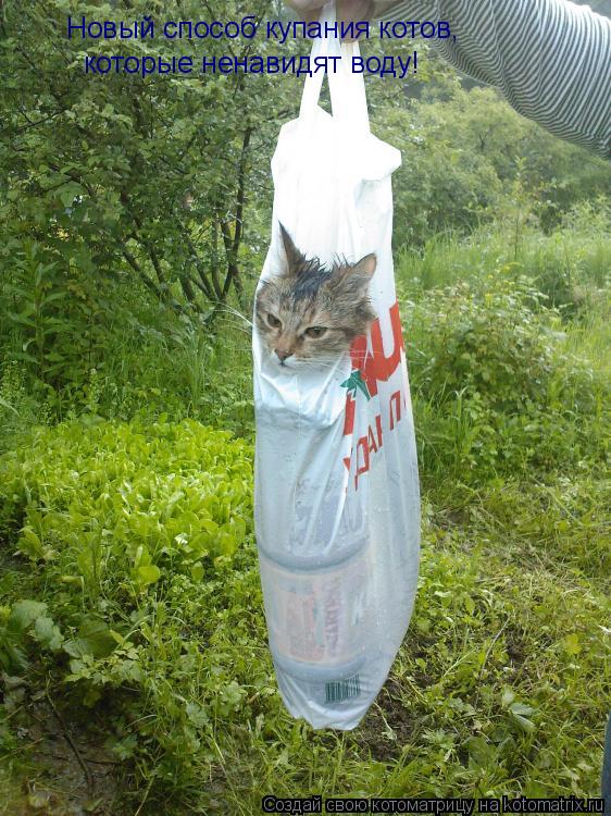 Новый способ купания котов, которые ненавидят воду!... Котоматрица: Новый способ купания котов, которые ненавидят воду!
