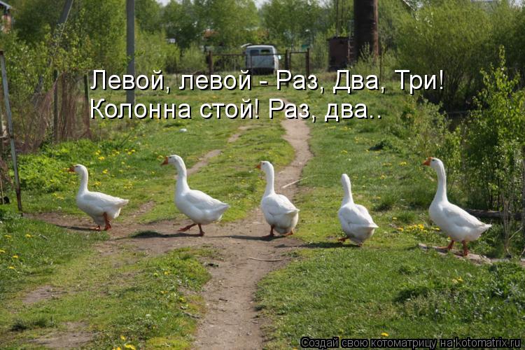 Левой, левой - Раз, Два, Три! Колонна стой! Раз, два..... Котоматрица: Левой, левой - Раз, Два, Три! Колонна стой! Раз, два..