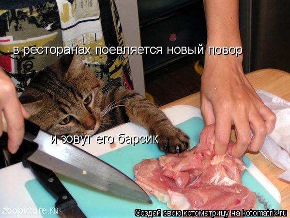 в ресторанах поевляется новый повор и зовут его барсик... Котоматрица: в ресторанах поевляется новый повор и зовут его барсик