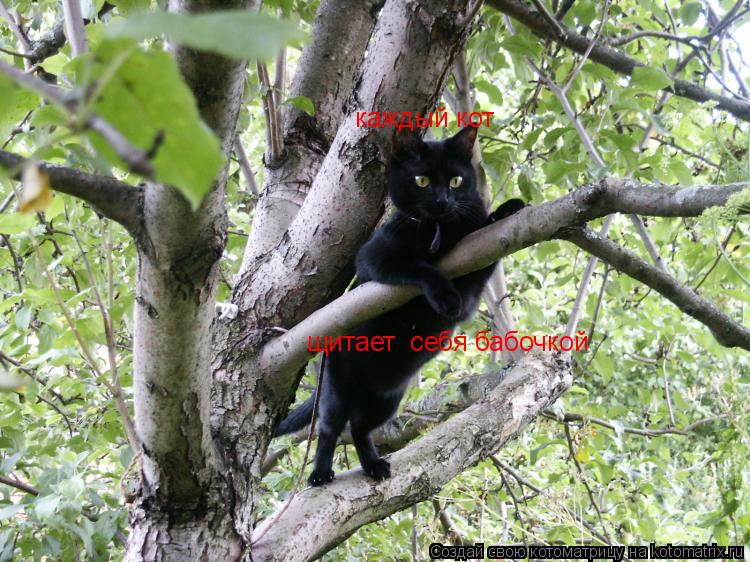 Котоматрица: каждый кот щитает  себя бабочкой