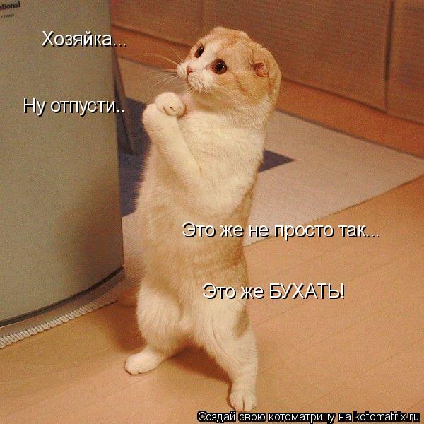 Котоматрица: Хозяйка... Ну отпусти.. Это же не просто так... Это же БУХАТЬ!