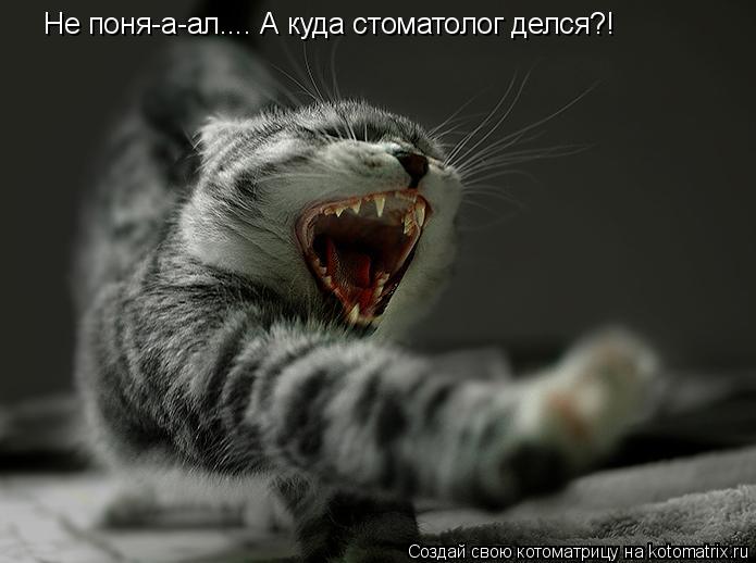Не поня-а-ал.... А куда стоматолог делся?!... Котоматрица: Не поня-а-ал.... А куда стоматолог делся?!