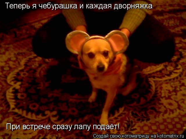 Теперь я чебурашка и каждая дворняжка При встрече сразу лапу подаёт!... Котоматрица: Теперь я чебурашка и каждая дворняжка При встрече сразу лапу подаёт!