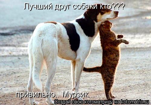 Котоматрица: Лучший друг собаки кто??? привильно.. Мурзик...