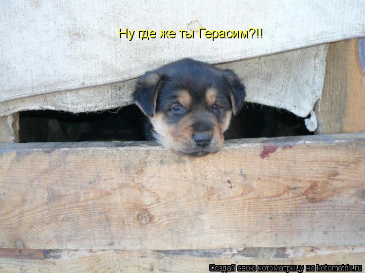 Котоматрица: Ну где же ты Герасим?!!