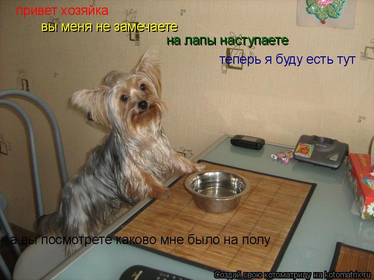 привет хозяйка вы меня не замечаете на лапы наступаете теперь я буду есть тут а вы посмотрете како... Котоматрица: привет хозяйка вы меня не замечаете на лапы наступаете теперь я буду есть тут а вы посмотрете каково мне было на полу